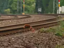 Und hopp, jetzt aber schnell in die B�sche. Dieses Eichh�rnchen konnte ich beim �berqueren der Gleise auf dem Weg in eine Gartenkolonie am 03.09.2010 an der KBS480 in Aachen beobachten.  