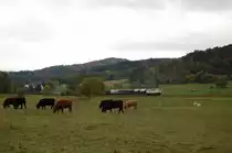 216 224 am 22.10.2010 mit G�terzug bei Eckelshausen