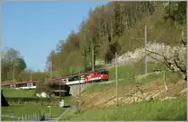 Masten lockern hin und wieder das Bild auf, doch hier, bei dieser sonst pr�chtigen Fotostelle sind sie des Guten zu viel und welch Gl�ck, dass auch die IR nur mit etwa 80 km/h hier vorbeifahren, damit sie genau zwischen den zahlreichen Masten abgelichtet werden k�nnen. 
De 4/4 110 021-3 mit IR 2215 nach Luzern zwischen Ringgenberg und Niederried am 9. April 2011.