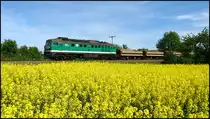 10.05.2011. V300 004 Wismut Diesel Power jault bei Gro�braunshain durch das Gelb der der Rapsfelder.