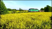10.05.2011. V300 001 mit Leerzug durch die Rapsbl�te bei Lumpitz zur�ck zur Verladestelle.