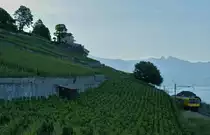 Nur etwa eine Stunde lang kann man die Bergseitig von der Sonne angeleuchteten Train des Vignes in diesem Bereich fotografieren, doch wie man sieht, habe ich mich versch�tzt und war viel zu fr�h zur Stelle; aber f�r ein anders gesehenes Landschaftsfoto war meiner Meinung das fr�he Morgenlicht ideal und eine kleine Zug gibt es ja auch zu sehen...
Bei Chexbres, den 29. Mai 2011