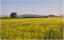 Goldene Stunde in Langenwolmsdorf:
Wieder schrillte der Wecker um 04:30 Uhr und der Blick aus dem Fenster versprach feines Morgenlicht...
Am 05.06.2011 um 06:13 Uhr sind die beiden 212�r der Nordbayerischen Eisenbahn mit dem ersten Zug des Tages unterwegs von Neustadt nach Pirna vorbei an den leuchtenden Feldern bei Langenwolmsdorf.
