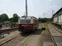 Ein Schweineschn�utzchen in Darmstadt am 04.06.11