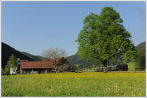 �GEG 77.28 mit unserem Fotozug am Nachmittag des 13.5.2011 nochmals als Nebenfahrt 14482 von Freiland nach Sankt Aegyd am Neuwalde verkehrend, kurz vor dem Zielbahnhof.