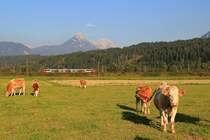 Talent mit originaler Tiroler Rindviehs. 28.09.2011