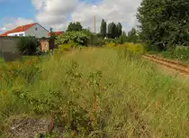 Das zugewachsene Gleis der ehemaligen Finnebahn hinter dem Bahn�bergang in Laucha. Es bestand die Hoffnung, dass die Strecke im Rahmen der Neubaustrecke von Erfurt nach Leipzig/Halle eventuell wieder reaktiviert werden k�nnte, um im Havariefall den neuen Bbf Saubachtal erreichen zu k�nnen. Leider wurde dies nicht realisiert. Rechts erkennt man das Gleis der Unstrutbahn; 10.09.2011