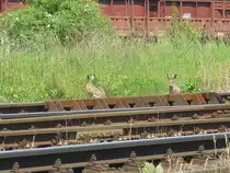 Diese beiden warteten mit mir am 09.06.10 in Trsnice auf die Z�ge:) 

