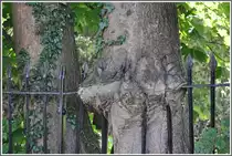 Starke Natur in Llangollen (Bahnhofsumz�unung) (16.08.2011)