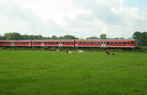 Die K�he lasse sich im Sommer 2004 nicht aus der Ruhe bringen als der laute VT 624 an ihnen vorbeifuhr. Leider hat meine alte Kamera damals nicht den kompletten zug drauf bekommen.