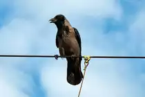 DIE Nebelkr�he hat den �berblick, in Wien Speising, am 11.04.2012.