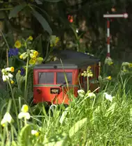Hier ist deutlich der Wismarer Triebwagen zu sehen der mit VB und TV 133 durch den Primelwald der  Primelbahn  f�hrt. Pflanzen breiten sich ja oft l�ngs von Bahnstrecken aus, hier sind es allerdings die Ameisen die den Samen der Primel l�ngs der Bahnstrecke verbreiten.
17.04.12  gegen 16:30 Uhr aufgenommen.