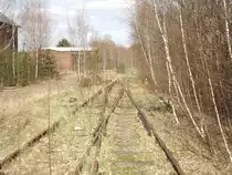 Dank eines asphaltierten Ersatzwegs von der Erzberger Stra�e zum Gutsweg kann man diesen Engl�nder in Chemnitz-Altendorf fotografieren. 17.04.2012
