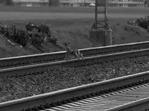 Am Nachmittag des 20.4.2012 er�ffnete dieser Hase einen neue Art Bahn�bergang an der Kbs 495 kurz hinter der Br�cke �ber die K 33 querte er auf freier Strecke die Gleise.....ob jetzt hier Schilder aufgestellt werden m�ssen Achtung Wildwechsel?;-D