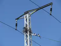 V�gel auf der Stromleitung - ob aber nun gerade der Bahnhof Berlin Karlshorst mit den bevorstehenden drastischen Umbauten das richtige Heim ist? 23.4.2012