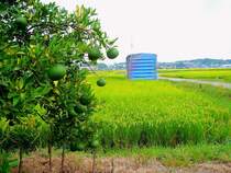 Abschied vom gedeckten G�terwagen in Japan: F�r die meisten gedeckten G�terwagen hat das letzte St�ndchen schon lange geschlagen - hier in einem Feld bei Nisshin, Nagoya, 22.September 2009. 