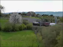 Natur pur soweit das Auge reicht. Und mittendrin die Montzenroute,hier bei Botzelaer,Belgien im April 2012. Eine Class66 ist mit ihrer G�terfracht unterwegs
nach Montzen Gare.

