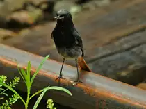 Mit fetter Beute im Schnabel steht dieses Hausrotschw�nzchen (danke Jeanny) auf einer Schiene in Aachen West und sucht nach weiteren Insekten. Gesehen habe ich dieses Schauspiel am 07.07.2012.
