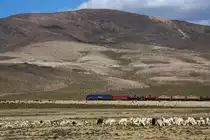 PeruRail Arequipa - Juliaca: EMD G26C #751 f�hrt hinter einer - hier sehr typischen - gemischten Herde aus Lamas und Schafen vorbei mit beladenen Tank-Waggons f�r Cuzco. 02.09.2011