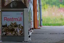 Hinter einem DB Papiercontainer lauert eine Katze. - 05.08.2012