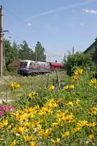 Von Blumen umgeben, f�hrt 1116.250  Polizei  mit RJ-652 in Eichberg Richtung Wien. 5.8.12
