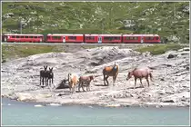R1644 mit einem ABe 8/12 am Lago Bianco auf dem Berninapass. Ich bekam unerwarteten Besuch. Die Pferde und Maulesel waren perfekte Statisten f�r meine Aufnahme. (11.08.2012)