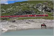 Das durstige Pferd am Lago Bianco l�sst sich durch den R1629 nicht st�ren. (11.08.2012)