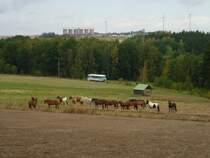 Am 25.08.12 fuhr die Wiesentatalbahn wieder. Mit 772 155-8, hier zwischen Schleiz und W�stendittersdorf.
