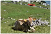 F�r dieses Rind ist der Fotograf wohl interessanter als die Pilatusbahn. (27.08.2012)