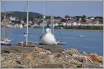 Dieses Mal im Fokkus steht die M�we in Conwy. (03.09.2012)