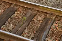 Und wenn ich gro� bin, ersetzte ich mal diese Schwelle!!!! Gr�nzeug sprie�t aus dem Holz der Schwelle im Bf Neckargerach. 13.10.2012