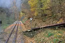 Auch im Rabernauer Grund finden sich noch Spuren des Schneebruchs vom vergangenem Wochenende.  03.11.2012  10:53 Uhr