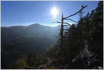 Trotz Mittagssonne versuchte ich diese Gegenlichtaufnahme vom EC 102  Polonia  am Adlitzgraben-Viadukt.
Semmering 17.11.2012