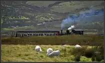 Zwischen den allgegenw�rtigen Schafen taucht pl�tzlich ein Dampfzug aus dem hohen Gras auf. (06.09.2012)