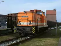 LOCON`s lie� sich,am 27.Februar 2013,im Stralsunder Nordhafen durch den Zaum fotografieren.