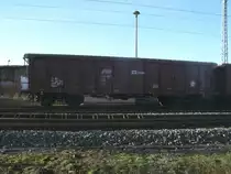 Ein Tschechischer Tams,am 03.M�rz 2013,in Bergen/R�gen.