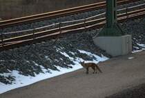 Eigentlich wartete der Fotograf mit klammen Fingern auf einen Zug der S1 von Meissen Richtung Dresden, sicher heute etwas sp�ter , da auf Grund von Bauarbeiten nur das Gleis in Richtung Dresden befahrbar ist, da �berquerte ein Fuchs, aufmerksam sichernd die Baustelle und die Gleise. 24.03.2013  18:12 Uhr Gleisbaustelle Radebeul Ost.