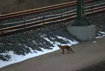 Eigentlich wartete der Fotograf mit klammen Fingern auf einen Zug der S1 von Meissen Richtung Dresden, sicher heute etwas sp�ter , da auf Grund von Bauarbeiten nur das Gleis in Richtung Dresden befahrbar ist, da �berquerte ein Fuchs, aufmerksam sichernd die Baustelle und die Gleise. 24.03.2013  18:12 Uhr Gleisbaustelle Radebeul Ost.