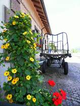 Sch�n bl�hende Pflanzen am 07. Juli 2012 im Bahnhof Blumberg Zollhaus an der Wutachtalbahn.