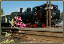 Kleine Impression am Rande. Durch den ung�nstigen Stand der Garnitur diente diese Blume als Hauptmotiv. Im Hintergrund zu sehen - NbiK 93.1332 kurz vor der R�ckfahrt von Faak am See nach Ferlach am 31.8.2006 in Faak am See.