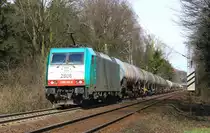 Die Cobra 2806 kommt die Gemmenicher-Rampe hoch mit einem langen Kesselzug aus Aachen-West und f�hrt nach Antwerpen-BASF(B). Aufgenommen an der Montzenroute am Gemmenicher-Weg bei  bei sch�nem Fr�hlingswetter am 14.4.2013. 