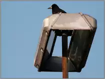 Den besten �berblick von der alten Bahnhofslaterne hat diese Kr�he. Bildlich festgehalten im M�rz 2012 in Aachen West.