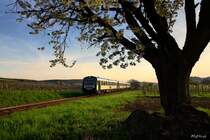 Kirschbl�te am Kaiserstuhl. Am Morgen des 25. April. 2013 hie� es fr�h aufstehen, denn es sollte zum Kaiserstuhl gehen. Rund um diesen ist die Obstbaumbl�te im vollen Gange. Nach einer ausgiebigen Radtour im Halbdunkeln wurde endlich die Stelle, welche vor ein Paar Tagen ausgekundschaftet wurde, erreicht. Was ich nicht bedacht hatte war, dass die Stelle noch lang im Schatten des Kaiserstuhls liegt, so wurde es zur Zitterpartie. Doch kaum 5 Minuten vor dem Zug kam endlich die Sonne �ber die H�gel und durchleuchtete, mit zarten Strahlen die Schleierwolken des noch jungen Tages. Bei dieser Aufnahme ist ein NE 81 Trio der SWEG von Endingen nach Breisach unterwegs, hier bei Burkheim. Ein besonderer Gru� an den freundlichen Tf.