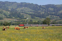 Eine Re 4/4 mit einem Rheintalexpress am 18.05.2013 bei Altst�tten.
