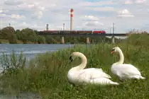 Den beiden Schw�nen wars scheinbar egal, als dieser G�terzug die neue Donau in Richtung Wien Simmering �berquerte. Das Foto enstand am Nachmittag des 01.06.2013.