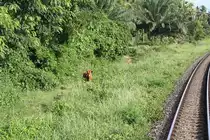 Aufmerksamer Beobachter bei der Hst. Ban Kron am 17.Mai 2013. 

