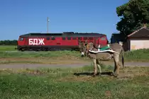 Ein fein herausgeputzer Esel graste am 10.5.2013 passend als Fotokulisse
vor einem anderen  Lastentier  im Bahnhof Maslinovo in Bulgarien. 
Die im Hintergrund stehende 07.124, in Deutschland ist dieser Typ 
unter dem Kosenamen  Ludmilla  bekannt, f�hrte �brigens einen Wasserwagen
f�r eine an diesem Tag stattfindende Dampfzugveranstaltung mit. Der Esel
hatte dagegen nichts zu  saufen , obwohl an diesem Tag gro�e Hitze herrschte. 