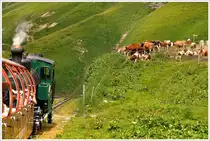 Die K�he d�sen unbeeindruckt vor sich hin, als Lok 14 ihren Zug bei Oberstaffel Richtung Birenzer Rothorn schiebt. (15.07.2013)