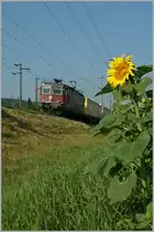 Die rote Re 4/4 II 11287 mit ihren gelben Postwagen passt perfekt zur aufgebl�hten Sonnenblume.
Zwischen Pieterlen und Lengnau, den 23. Juli 2013