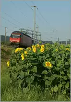 Die SBB Re 460 101-9 mit ihrem IR 2115 Biel/Bienne - Konstanz beim diesj�hrigen Sonnenblumenfeld zwischen Pieterlen und Lengnau.
23. Juli 2013